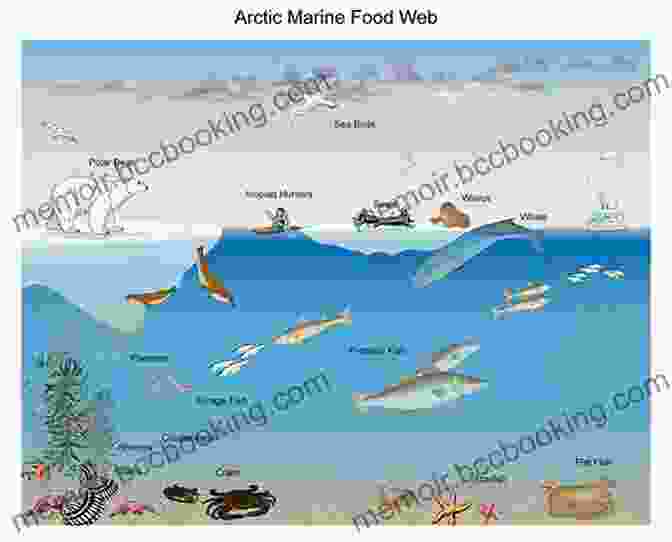 A Diagram Of The Arctic Tundra Ecosystem Is There Life In The Arctic Tundra? Science Age For Kids 9 12 Children S Nature