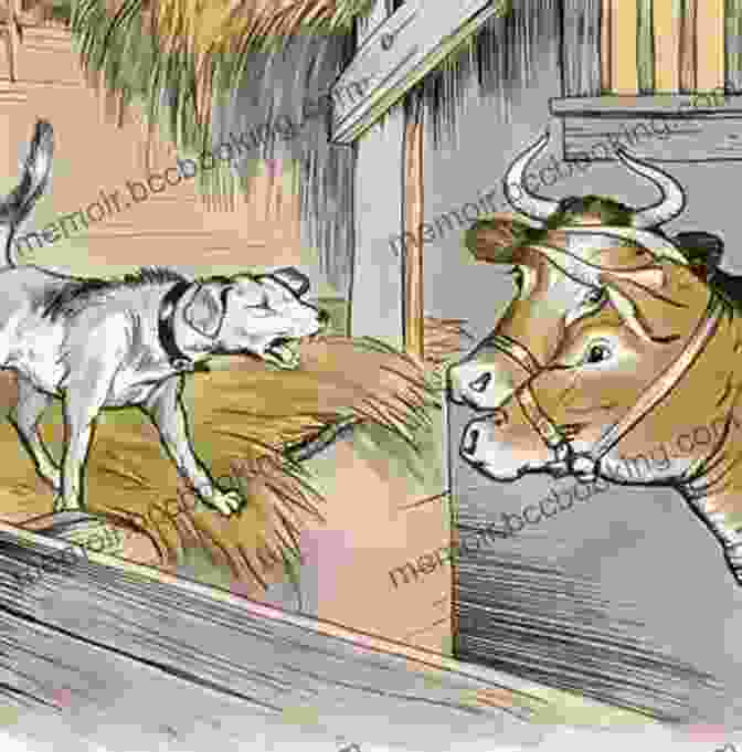 A Dog Lying In A Manger, Blocking An Ox From Eating Hay The Dog In The Manger An Aesop Fable For You To Find The Meaning (Fables Folk Tales And Fairy Tales)