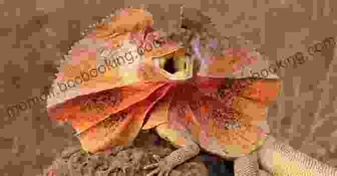 A Frilled Lizard Displaying Its Impressive Frill In The Arid Landscape Of The Australian Outback Animals Of The Australian Outback: Animal Encyclopedia For Kids Wildlife (Children S Animal Books)