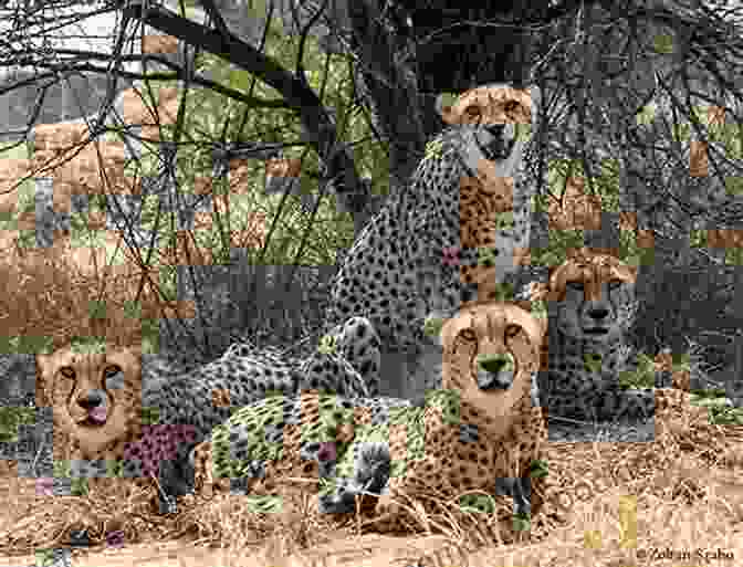 A Group Of Cheetahs Resting Together, Their Distinctive Spotted Coats Blending In With The Surrounding Vegetation National Geographic Readers: Cheetahs Arnold Lobel