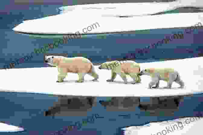 A Group Of Polar Bears Wandering On The Ice Animals Of The Arctic Tundra: Polar Region Wildlife: Animal Encyclopedia For Kids (Children S Explore Polar Regions Books)