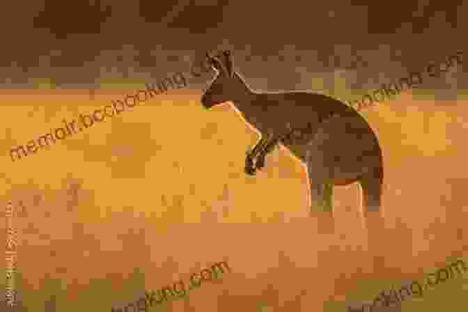A Majestic Kangaroo Leaping Through The Golden Grasslands Of The Australian Outback Animals Of The Australian Outback: Animal Encyclopedia For Kids Wildlife (Children S Animal Books)