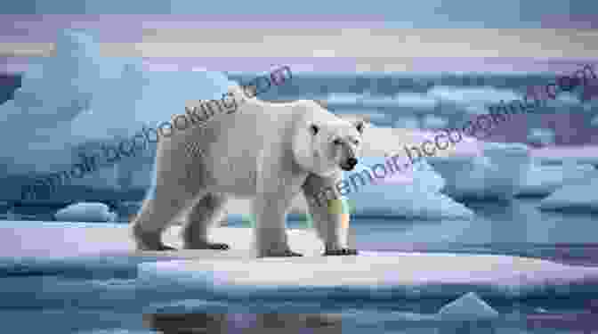 A Majestic Polar Bear Striding Across The Icy Expanse 4th Grade Geography: North And South Poles: Fourth Grade Polar Regions For Kids (Children S Explore Polar Regions Books)
