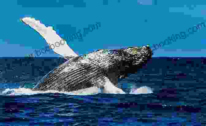 A Majestic Whale Breaching The Water In Antarctica Antarctica Diaries: A Trip To Beyond