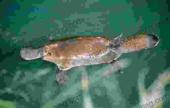 A Platypus Swimming And Foraging In A Tranquil River In The Australian Outback Animals Of The Australian Outback: Animal Encyclopedia For Kids Wildlife (Children S Animal Books)