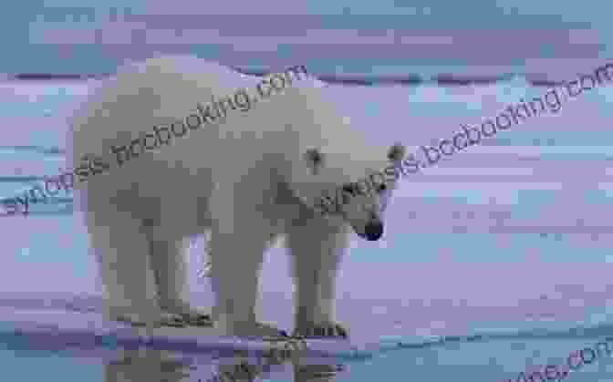 A Polar Bear Standing On An Ice Floe Is There Life In The Arctic Tundra? Science Age For Kids 9 12 Children S Nature
