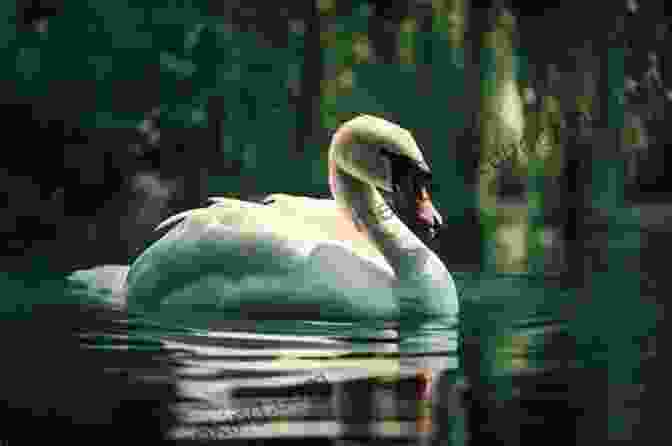 A Serene Photograph Of Eala The Swan Swimming Gracefully In A Tranquil Lake, Her White Feathers Glistening In The Sunlight Eala: The Mother Swan Ayn Cates Sullivan