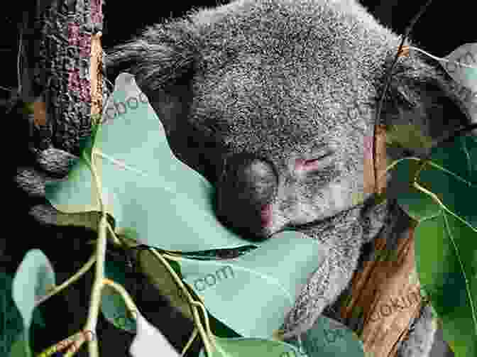 A Sleepy Koala Perched On The Branch Of A Eucalyptus Tree In The Australian Outback Animals Of The Australian Outback: Animal Encyclopedia For Kids Wildlife (Children S Animal Books)
