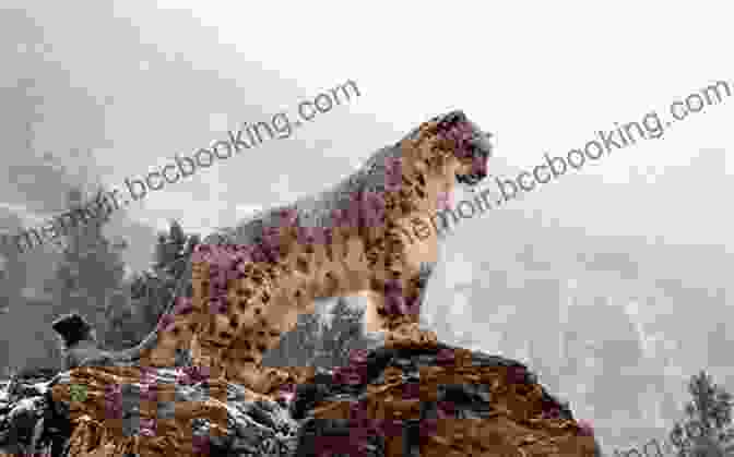 A Snow Leopard Standing On A Rock The Coldest Tundra Arctic Antarctica Animal Wildlife Children S Polar Regions