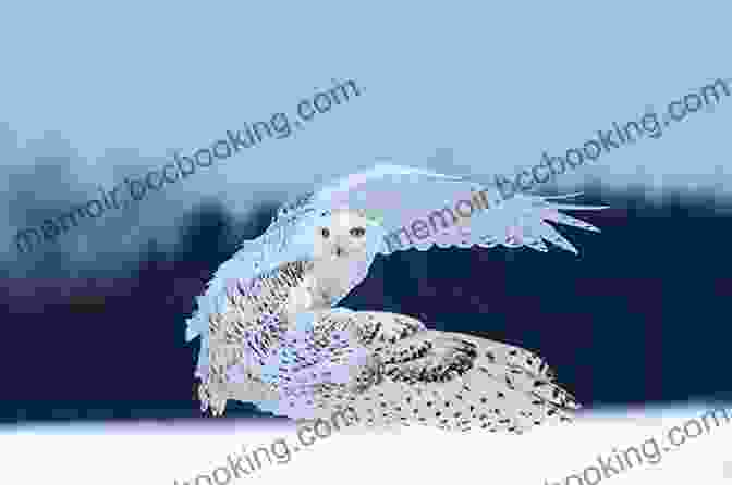 A Snowy Owl In Flight Is There Life In The Arctic Tundra? Science Age For Kids 9 12 Children S Nature