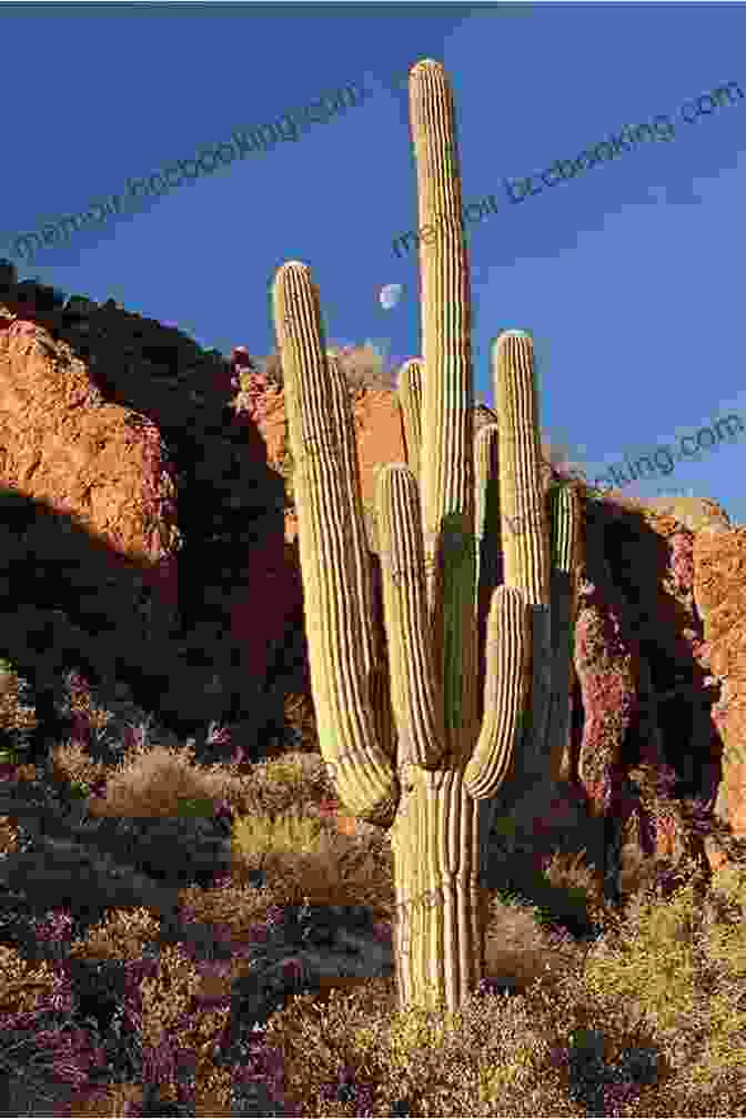 A Tall, Imposing Cactus In The Desert The Complete Survival In The Southwest