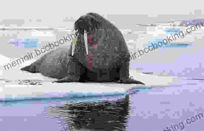A Walrus Swimming In The Water The Coldest Tundra Arctic Antarctica Animal Wildlife Children S Polar Regions