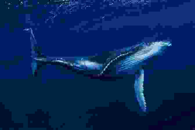 A Whale Swimming In The Water The Coldest Tundra Arctic Antarctica Animal Wildlife Children S Polar Regions