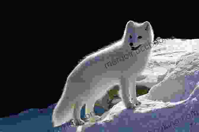 An Arctic Fox Standing On Snow The Coldest Tundra Arctic Antarctica Animal Wildlife Children S Polar Regions