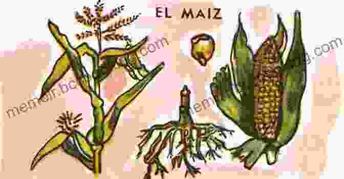 An Illustration Depicting The Origins Of Zea Mays In Mesoamerica Maize Cobs And Cultures: History Of Zea Mays L
