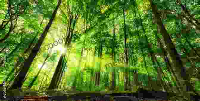 An Image Of A Lush Forest With Dappled Sunlight Filtering Through The Leaves. How I Arrived Here (The Beginning 1)