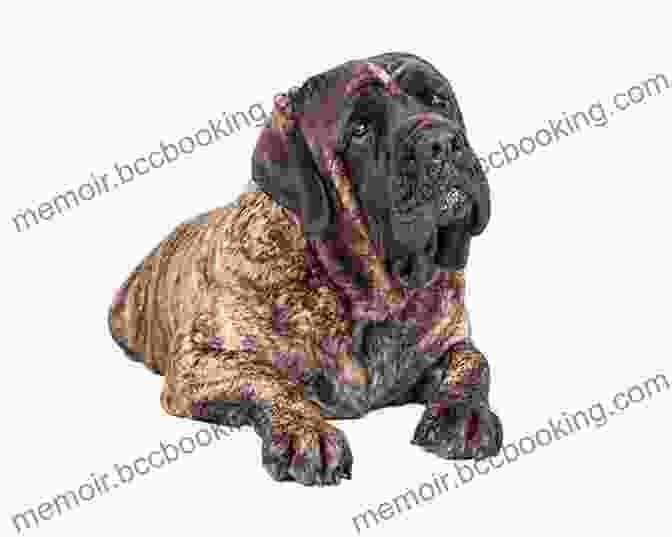 Bruiser, A Large Mastiff, Standing With His Head Tilted And A Silly Grin On His Face, Illustrating His Clumsy Nature. Our Bad Dogs (Short Stories From My Jamaican Childhood 1)