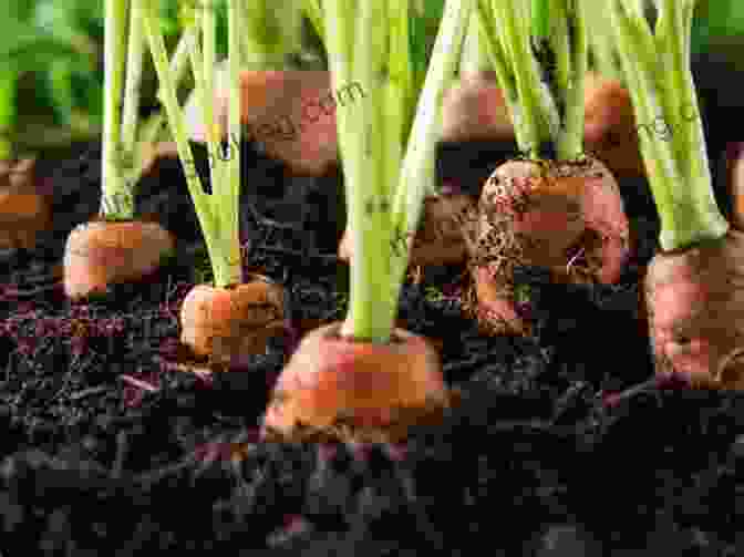 Carrots Growing In A Garden Dig In : 12 Easy Gardening Projects Using Kitchen Scraps