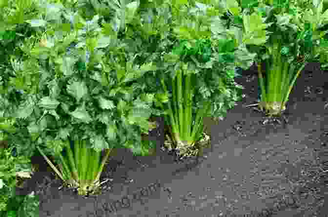 Celery Growing In A Garden Dig In : 12 Easy Gardening Projects Using Kitchen Scraps