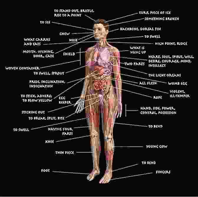 Detailed Anatomical Diagram Of The Human Body, Highlighting Key Bones, Muscles, And Joints Drawing People Barbara Bradley