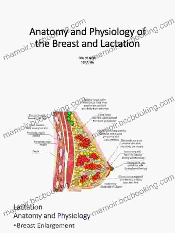 Diagram Of Breast Anatomy Breast Care Certification Questions Review: 300 Practice Test Questions And Answers With Rationale Review For ONCC CBCN Exam Certified Breast Care Nurse