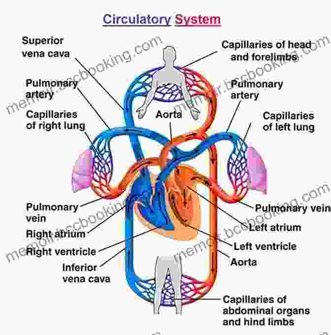 Diagram Of The Circulatory System Phlebotomy Study Guide For Certification: Exam Review With Practice Test Questions For The ASCP BOC Phlebotomy Technician Examination