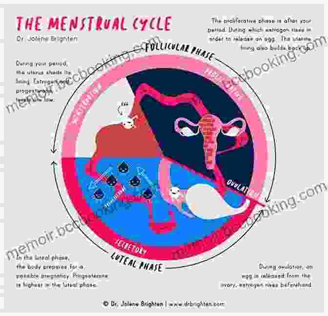 Diagram Of The Menstrual Cycle My Fertility Guide: How To Get Pregnant Naturally