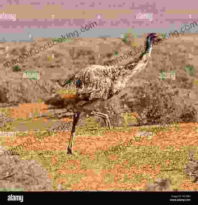 Emu Running Through The Outback Australia And Oceania : The Smallest Continent Unique Animal Life Geography For Kids Children S Explore The World