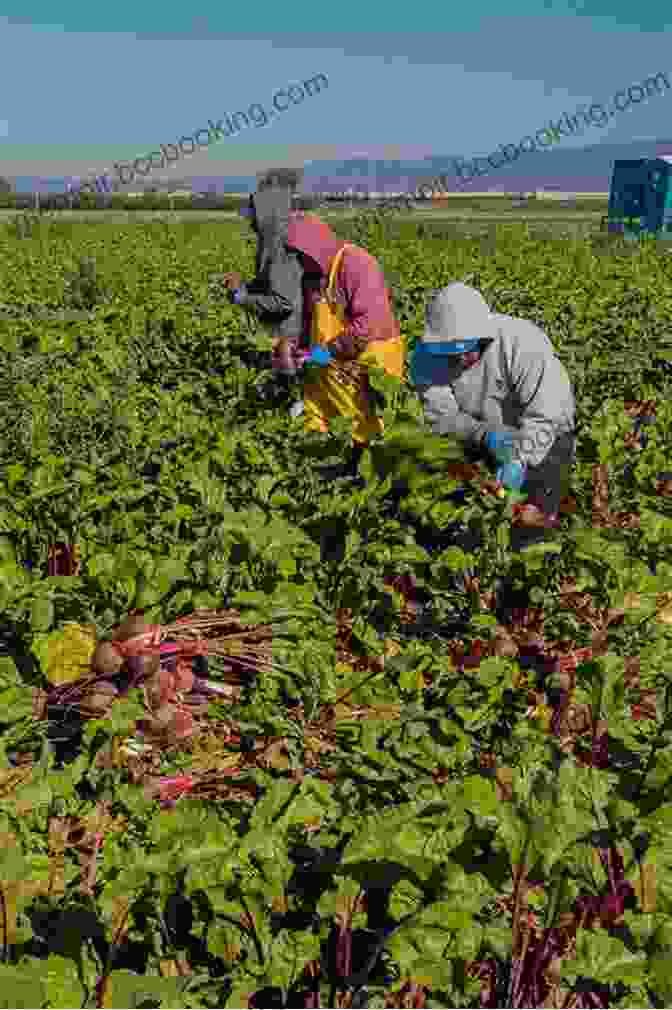 Family Of Migrant Sugar Beet Workers Rows Of Memory: Journeys Of A Migrant Sugar Beet Worker