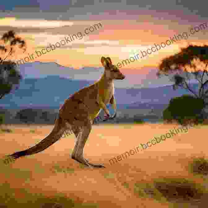 Kangaroo Hopping Through The Outback Australia And Oceania : The Smallest Continent Unique Animal Life Geography For Kids Children S Explore The World