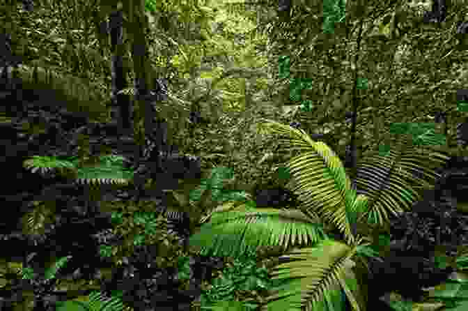 Lush Rainforest With Tall Trees And Dense Vegetation Australia And Oceania : The Smallest Continent Unique Animal Life Geography For Kids Children S Explore The World