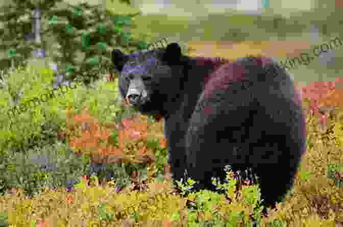Majestic Black Bear Foraging In The Forests Of The North Shore Mountains The Glorious Mountains Of Vancouver S North Shore: A Peakbagger S Guide