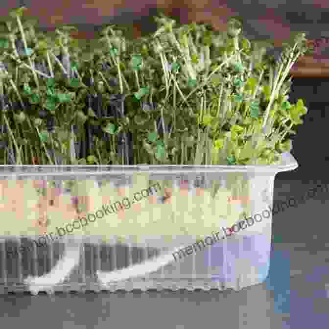Microgreens Growing In A Tray Dig In : 12 Easy Gardening Projects Using Kitchen Scraps
