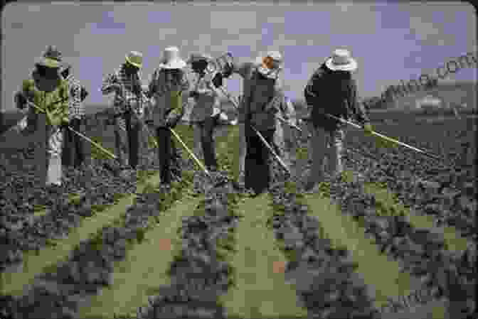Migrant Sugar Beet Workers Toiling In The Fields Rows Of Memory: Journeys Of A Migrant Sugar Beet Worker