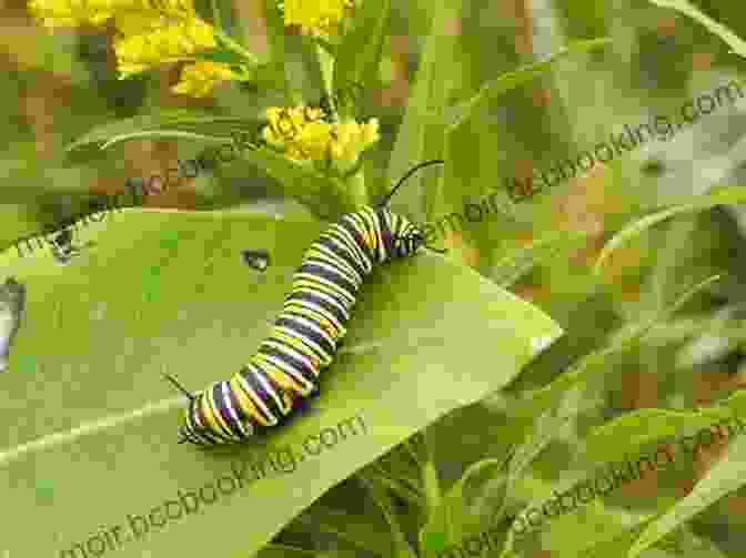 Milkweed Plant, The Sole Food Source For Monarch Butterflies Monarchs And Milkweed: A Migrating Butterfly A Poisonous Plant And Their Remarkable Story Of Coevolution