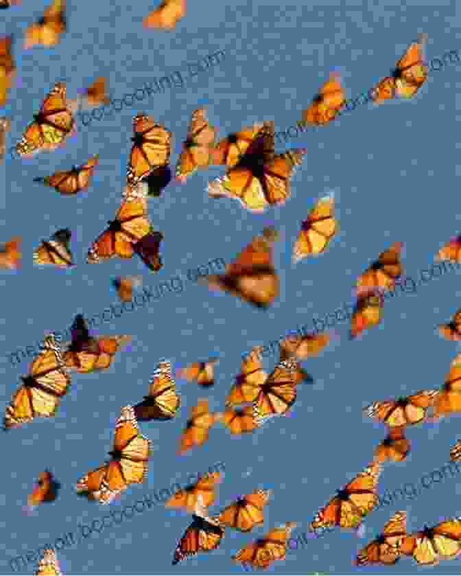 Monarch Butterflies Migrating Across North America Monarchs And Milkweed: A Migrating Butterfly A Poisonous Plant And Their Remarkable Story Of Coevolution