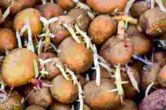 Potatoes Growing In A Garden Dig In : 12 Easy Gardening Projects Using Kitchen Scraps
