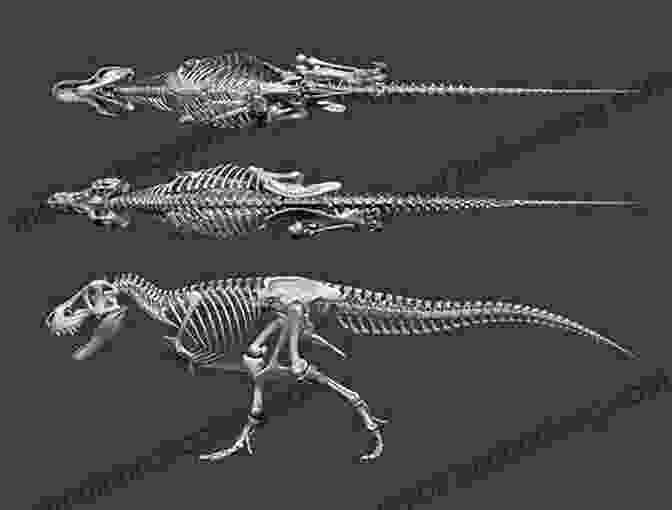 T Rex Skeletal Structure | Forearm Size Relative To Body Why Are The T Rex S Forearms So Small? Everything About Dinosaurs Animal 6 Year Old Children S Animal