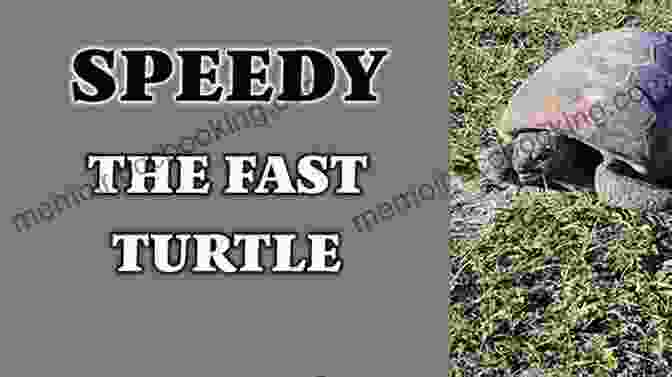 The Fast Turtle Book Cover By Barb Rosenstock, Depicting A Speedy Turtle Named Slowpoke The Fast Turtle Barb Rosenstock