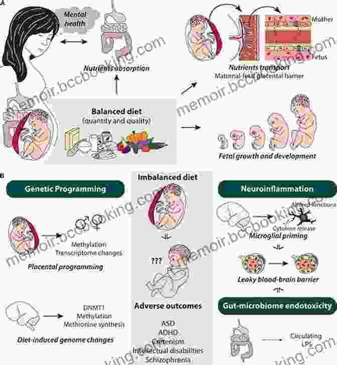 The Impact Of Prenatal Nutrition On Fetal Growth And Development Origins: How The Nine Months Before Birth Shape The Rest Of Our Lives