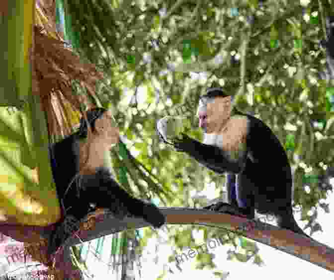 The Manuel Antonio National Park In Costa Rica, A Haven For Wildlife Enthusiasts Exploring The East Coast Of Central America:In The Wake Of The Pirates Of The Caribbean From Panama To Cuba (Seven Seas Adventures 2)