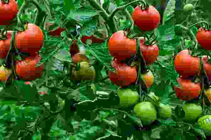 Tomatoes Growing In A Garden Dig In : 12 Easy Gardening Projects Using Kitchen Scraps