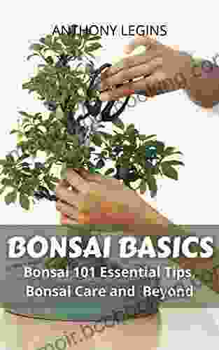 Bonsai Basics: Bonsai 101 Essential Tips Bonsai Care And Beyond